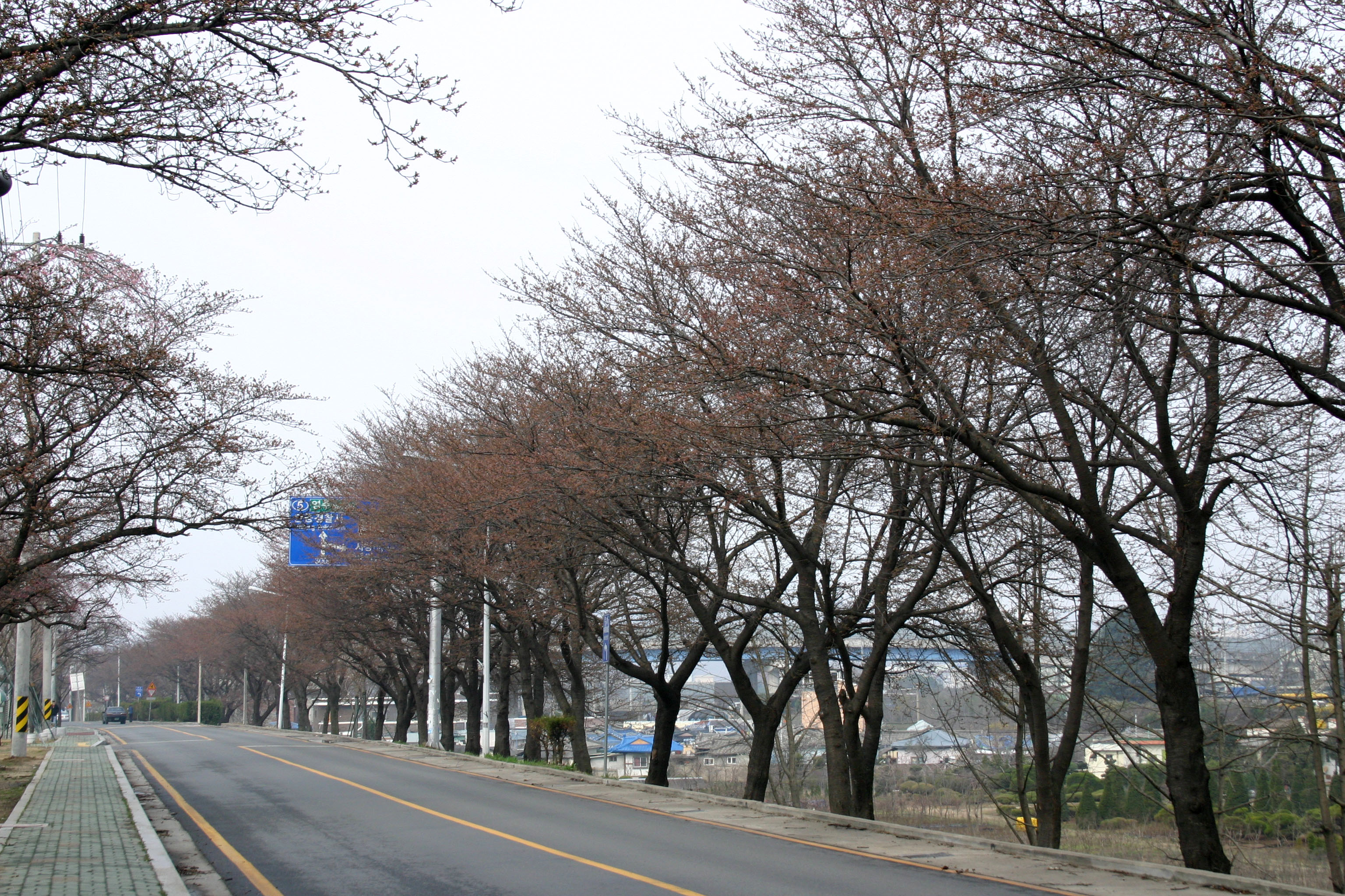 2007년 낙동강 벚꽃길 생중계 시작~